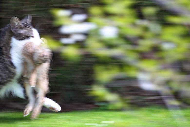 Hauskatze mit erlegtem Junghasen